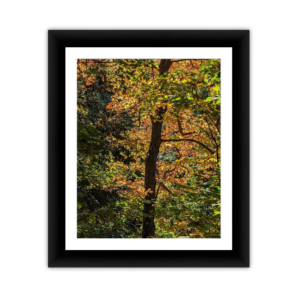 Yellow Leaves on a Tree