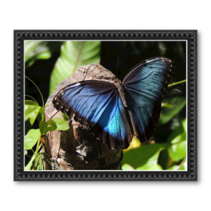 Blue Morpho Custom