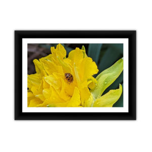 Framed Kodak & Photo Paper Prints