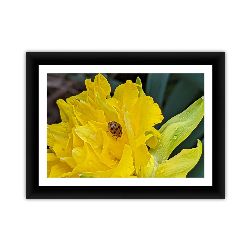 Framed Kodak & Photo Paper Prints