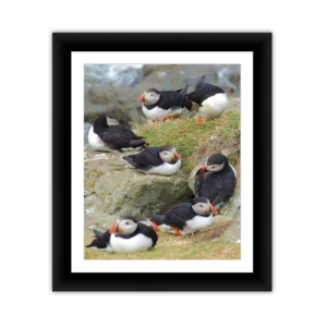 Puffin S