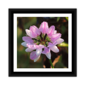 Purple Flower with Rain Drops