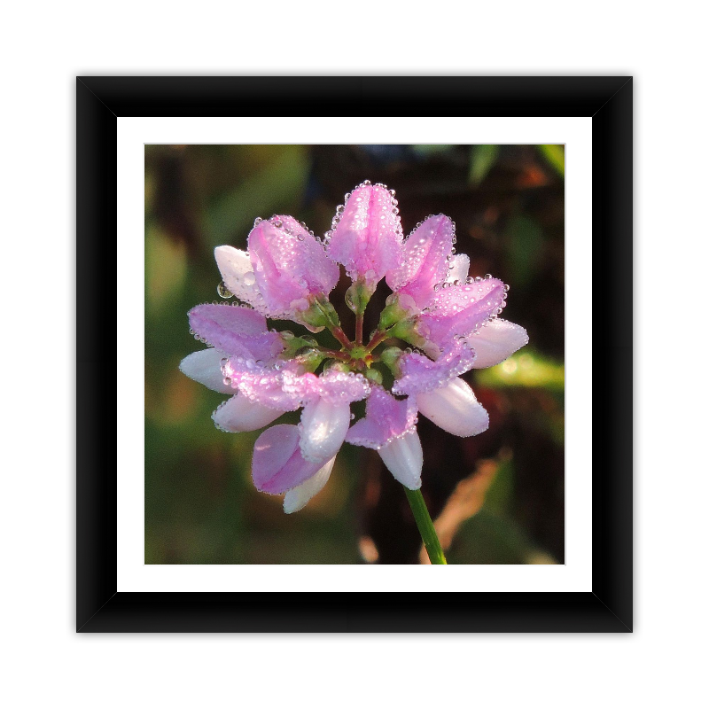 Purple Flower with Rain Drops
