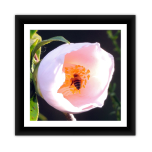 Bee Inside White Flower