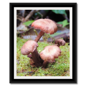 fungus black