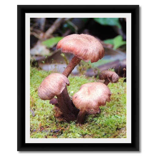 fungus black
