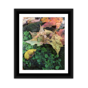 Fall Leaves
