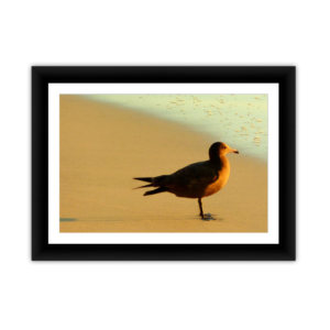 Modified Seagull
