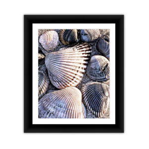 Beachcomber's Shell Treasure