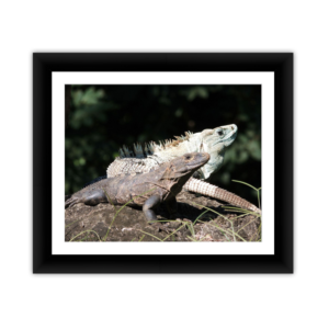 Double Iguana
