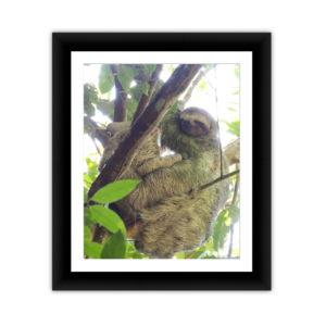 Rainforest Sloth Nap