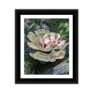 Mossy Bracket Fungus