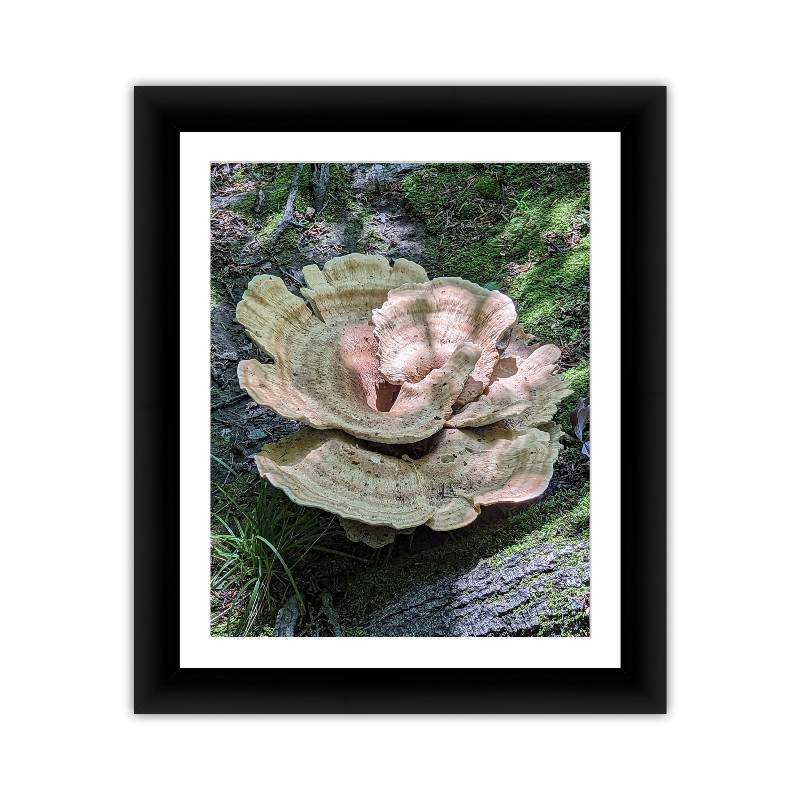 Mossy Bracket Fungus