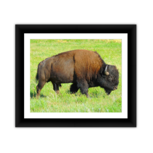 Buffalo