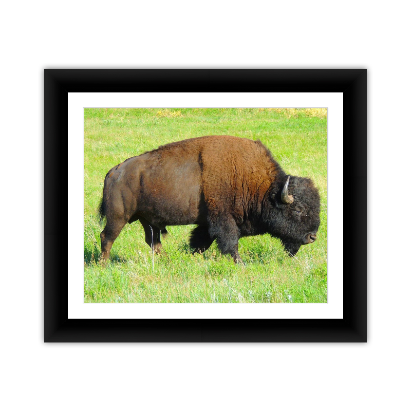 Buffalo