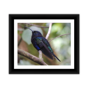 Hummingbird On Branch