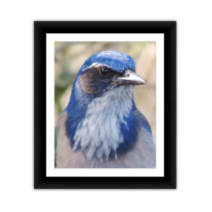 Scrubjay Head
