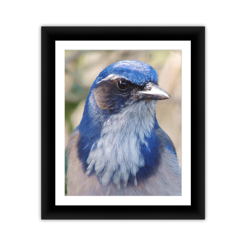 Scrubjay Head