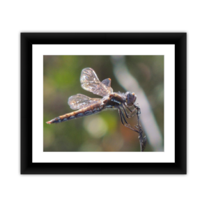 Framed Kodak & Photo Paper Prints