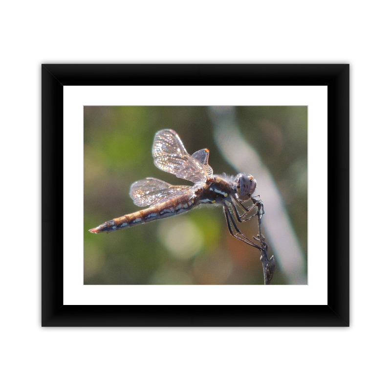 Framed Kodak & Photo Paper Prints