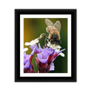 Bee on Flower