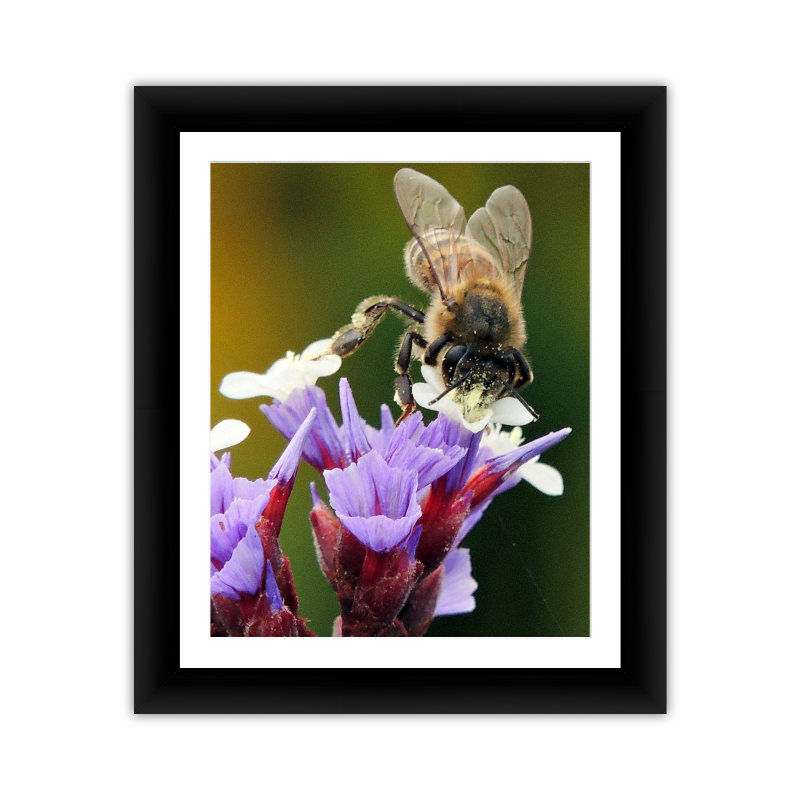 Bee on Flower