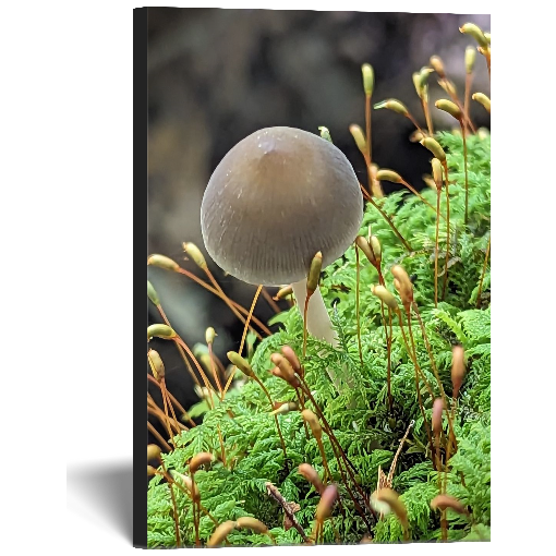 Fungus Canvas