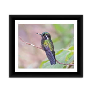 Hummingbird 3