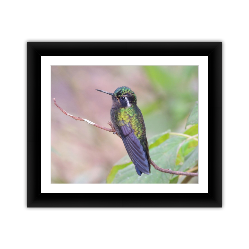 Hummingbird 3