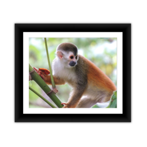 Red Monkey