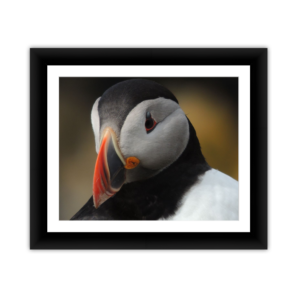 Puffin Closeup