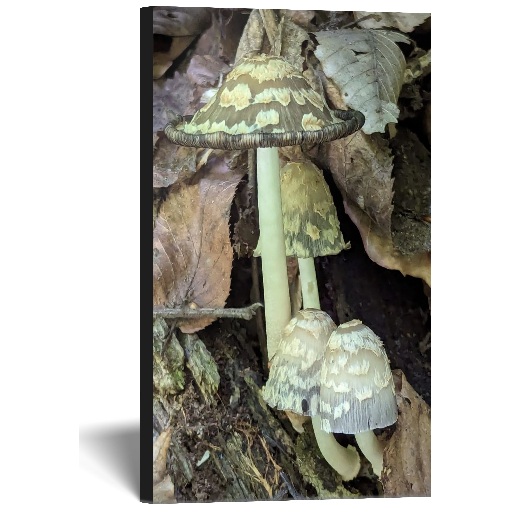 Fungus Canvas