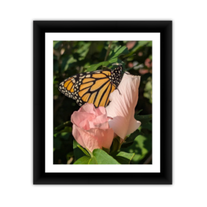 Monarch's Pink Rest