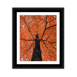 Fiery Fall Canopy