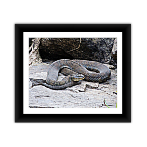 Blue Snake