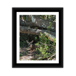 Deer Under Log