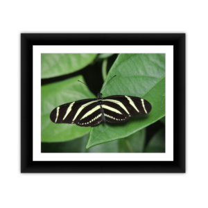 Zebra Longwing Rest