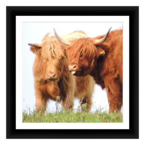 Shaggy Highland Friends