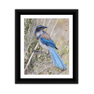 Scrubjay