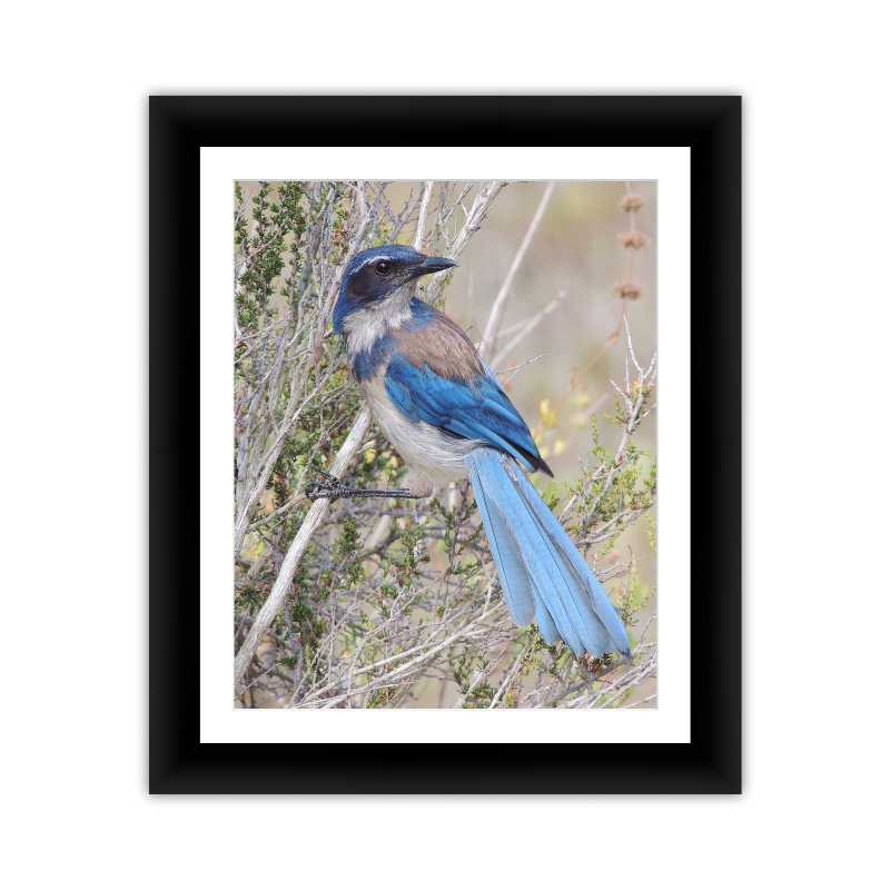 Scrubjay