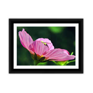 Bee Hiding in Pink Flower