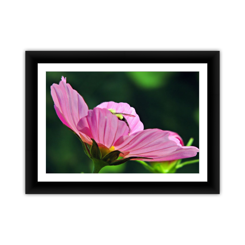 Bee Hiding in Pink Flower