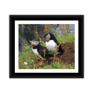 Two Puffins