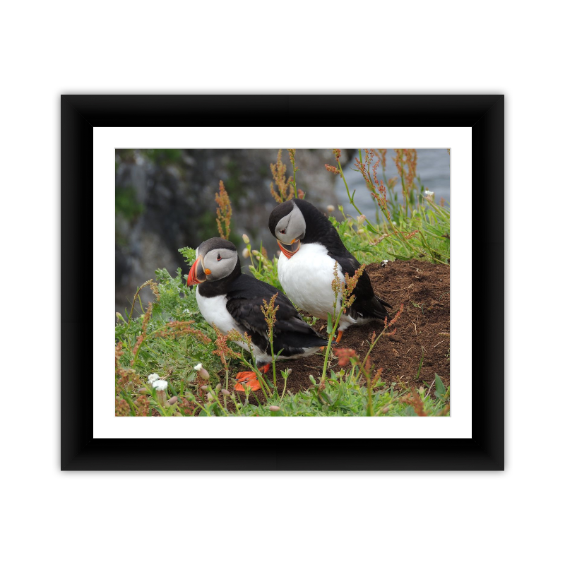 Two Puffins