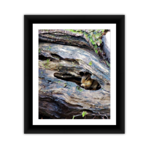 Squirrel Hiding
