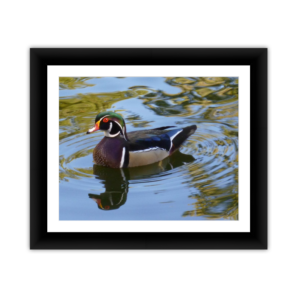 Modified Duck