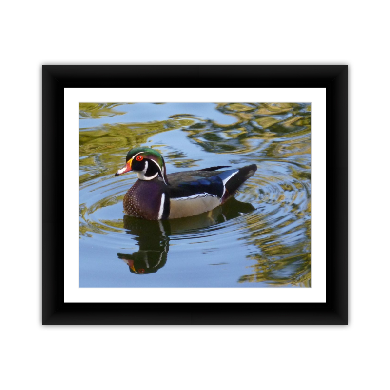 Modified Duck