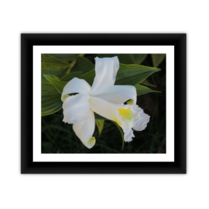 White Lily