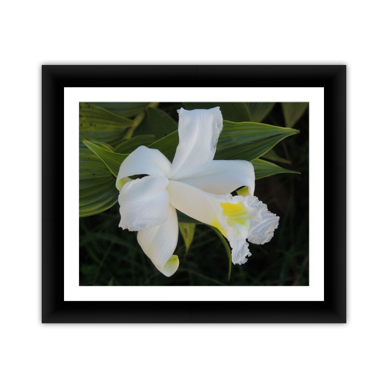 White Lily