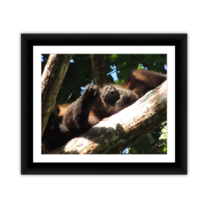 Gorilla in Tree